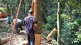 这就是传说中的肉桂之王, 百年老树收割现场, 我是头一次见