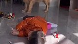 有些宠物是说不了话的家人