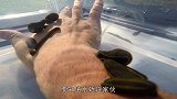 将水蛭装进瓶子，在上面点燃7根香烟，看吸烟的危害有多大！