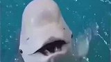 饲养员给海豚喂鱼偷梁换柱，海豚吃完一脸懵