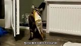 能吃的猫我见过，你这么吃有点过分了
