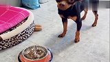 男主欺负鹿犬，不料毛孩用肢体语言告状，还让女主执行家法，真逗