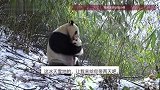 “国宝也得抱着娃吃饭”，大熊猫野外带娃实录，网友：给我抱会儿