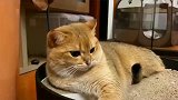 橘猫不愿意做绝育手术，广东主人说给它找来了6只公猫