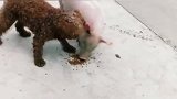猪小妹别看你是贵宾犬，我身价比你还高呢！