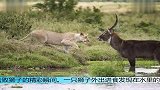 狮子界的耻辱羚羊居然打的狮子落荒而逃