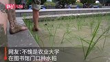 四川一高校在图书馆门口种水稻，网友：不愧是农业大学