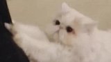 猫：不行，不让你走，快陪我玩！