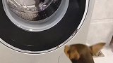 女主人把鹿犬的玩具洗坏了，鹿犬找女主人理论，结局太逗啦！