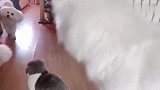 猫咪生气打了萨摩一下，狗狗脚跺地，就是舍不得打它