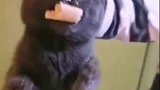 猫：完蛋，被抓了，快再吃两口！
