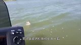 鳄鱼和乌龟杠上了，咬住乌龟死活不松口，结局却让人哭笑不得