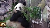 熊猫良浜不愧是处女座，精挑细选，只为吃到完美口味的竹子，好萌