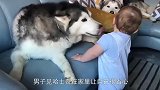 二哈不让宝宝摸自己但下面的动作，顿时暴露哈士奇有多么的虚伪