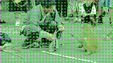 猴子急了。