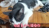 硬核踩奶，小黑猫你这是什么操作