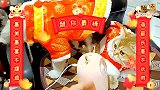五只猫盛装过大年，有人却说给宠物穿衣服就是遭罪，铲屎官要反驳