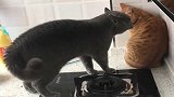 领养橘猫带回家，家里的黑猫嫉妒气到肝颤