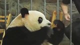 熊猫宝宝：说出来你可能不信，我麻麻因一苹果把我俩抛弃了