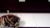 客厅里的小奶猫，这惊恐的模样，还真是可爱呢！