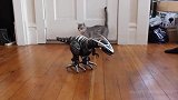 当家里新买一个机器恐龙后，猫咪完全凌乱了，走路的姿势都变了