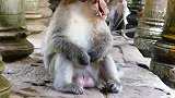 岁月沧桑，猴王输给了时间，难过吗
