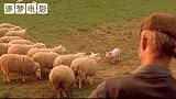 鸭子为了不变成烤鸭，每天学公鸡打鸣，还伙同小猪偷走闹钟！4