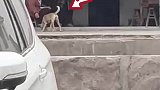 正吃邻居家蹭饭的狗子飞奔迎接