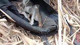 听到凄惨得小猫叫，顺着声音发现野猫窝，一对小野猫在等待救援