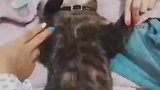 一动不敢动？看把猫咪吓的，眼睛都睁大了！
