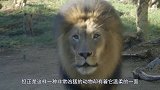 雄狮第一次见到孩子的时候，整个狮子都变了，镜头记录全过程