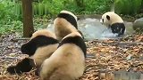 熊猫：夏天怎么能少的了玩水呢，兄弟们快下来一起啊！