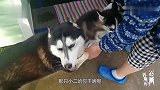 史上最能犟嘴的小二哈，主人说一句犟一句，太不像话