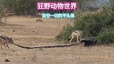 平头哥刚得手的辣条，就被两只野狼盯上了
