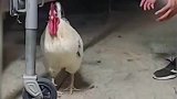 你好歹等我叫完再锁喉，一点不尊重我