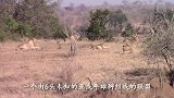 6头亚成年雄狮闯入3头黑鬃雄狮的领地被重创