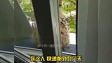 猫头鹰你的快递到了