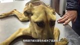 狗狗被主人遗弃，瘦成了皮包骨，狗狗的眼神让人泪目