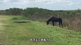 科莫多巨蜥捕食野马，被“砰”一声踢中脑门