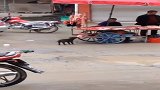我看肉摊下面的小狗，老板一直的看着我笑，你猜下面结果会怎么样