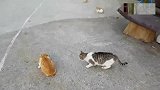 虚弱喘气的橘猫被猫老大背后偷袭，一个飞扑黑猫冲上来支援
