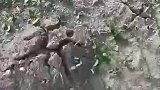 一大早来田间地头挖蘑菇