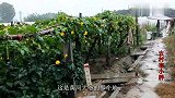 黄河大爷一边钓鱼一边种地，钓到鲤鱼发财了，谁说逮鱼耽误庄家