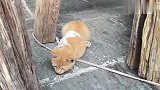 我不是林黛玉了的视频