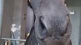 带飓风呀去剃毛啦征集萌宠审核员 飓风呀 宠物美容