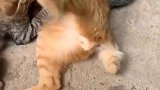 橘猫：老子是只公猫，你们的妈妈出门了！
