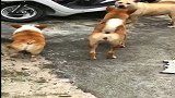 狗子：就我臀部的这个动作，够你们学3年