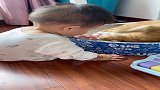 相处一段时间猫把宝宝当同类后，他们关系比我想象中还要好～