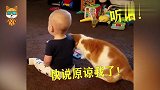 宝宝生气不搭理小猫，接下来小猫的举动，爸妈差点笑岔气了