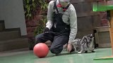猫咪在马戏团工作，为了口吃的真是不容易，得配合训练演出